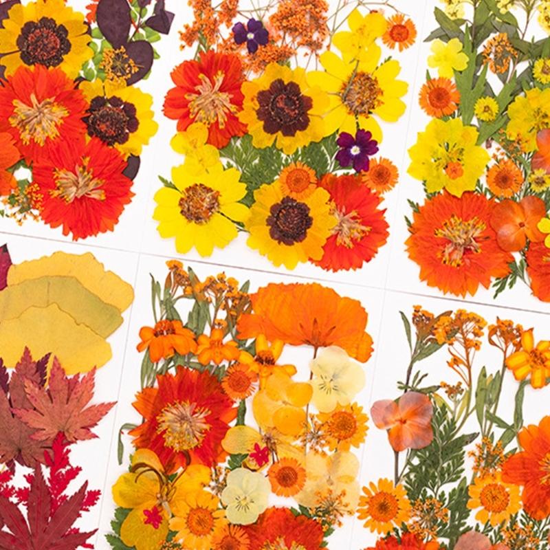Art Craft With Leaves - Fiori pressati essiccati per stampi in