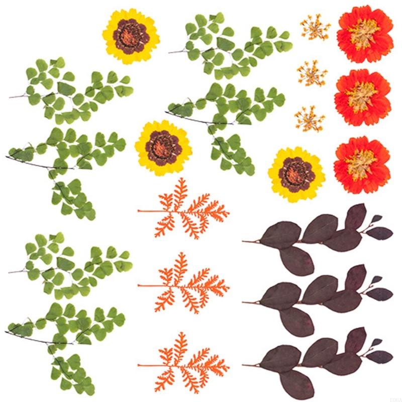 Fiori pressati essiccati per s - Art Craft With Leaves recensione e prezzo